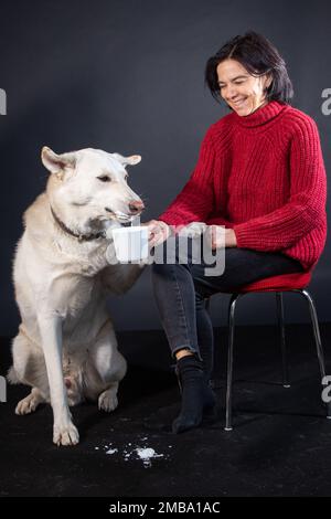 Husky Joshi non vede l'ora di provare la schiuma di latte Foto Stock