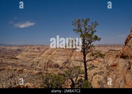 Vista dal sentiero Bear Canyon Rim Trail al Capitol Reef National Park, Utah, Stati Uniti Foto Stock