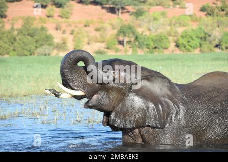 (230120) -- GABORONE, 20 gennaio 2023 (Xinhua) -- un elefante è visto nel fiume Chobe nel Kasane del Botswana nord-occidentale, 10 maggio 2021. Il governo del Botswanan ha ricevuto una donazione di sei buche nella parte nordoccidentale del paese il giovedì dalla compagnia di conservazione e ospitalità Okavango Wilderness Safaris (OWS) in una mossa che cerca di ridurre i conflitti tra uomo e fauna selvatica. Di fronte alle crescenti popolazioni umane e faunistiche e al crescente rischio di conflitti, il Ministro dell'ambiente e del Turismo del Botswana Philda Kereng ha affermato che la perforazione di fori di trivellazione porterà grande stabilità Foto Stock