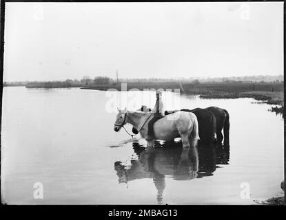 Shiplake, South Oxfordshire, 1885. Un ragazzo che prende tre cavalli per bere nel Tamigi a Shiplake. Foto Stock