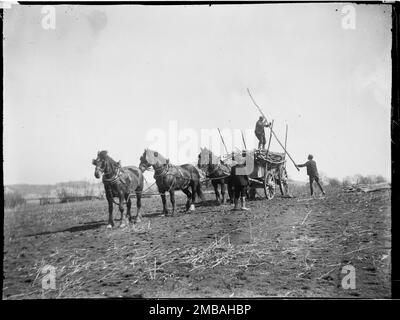 Broomfield, Broomfield e Kingswood, Maidstone, Kent, 1904. Uomini che caricano legname, eventualmente pali di luppolo, su un carro trainato da tre cavalli Foto Stock