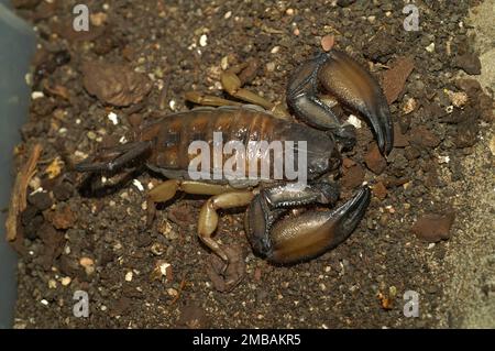 Primo piano al coperto sul sorpione di roccia piatta sudafricana, i trogloditi di Hadogenes spesso importati attraverso il commercio degli animali domestici Foto Stock