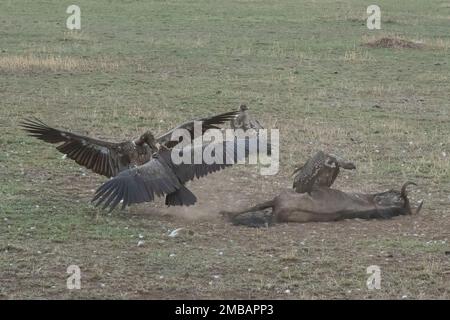 Un gruppo di avvoltoi che combattono contro una carcassa gnu al crepuscolo, nella savana africana in Tanzania. Foto Stock