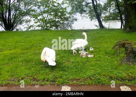 Lago maggiore, Svizzera: Cigni su prato con piccoli cigni Foto Stock