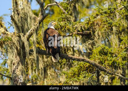 Bald Eagle - Haliaeetus leucocephalus appollaiato su un albero coperto di muschio nel Parco Provinciale dell'Arcipelago di Broughton Foto Stock