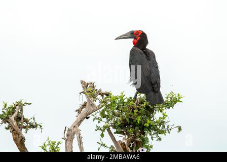 Southern Ground Hornbill appollaiato su un albero nel Parco Nazionale di Tsavo, Kenya Foto Stock