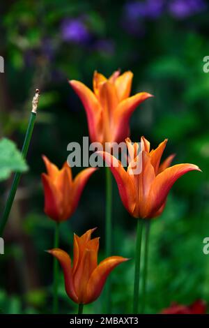 tulip ballerina, tulipa ballerina, tulipani arancioni, fiori di tulipano arancio, primavera in giardino, RM Floral Foto Stock