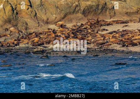 Haulout of California and Steller Sea Lions, and Northern Elephant Seals, zona di Shell Island del Cape Arago state Park sulla costa dell'Oregon, USA Foto Stock
