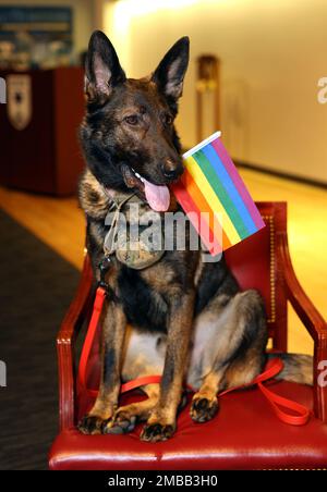 BETHESDA, Md (14 giugno 2022) Hospital Corpsman 3rd Class Luke, un Walter Reed Bethesda Facility Dog, posa per un quadro durante un evento del mese di orgoglio al Walter Reed National Military Medical Center (WRNMMC). Il mese di orgoglio viene celebrato ogni anno nel mese di giugno per onorare la rivolta di Stonewall 1969 a Manhattan, avvenuta nel giugno 1969. La rivolta di Stonewall è stata un punto di svolta per il movimento di liberazione gay negli Stati Uniti. La bandiera arcobaleno, ora con colori aggiuntivi, è stata un simbolo di Pride ed è stata creata nel 1978 dal designer Gilbert Baker. Harvey latte, uno dei primi apertamente Foto Stock