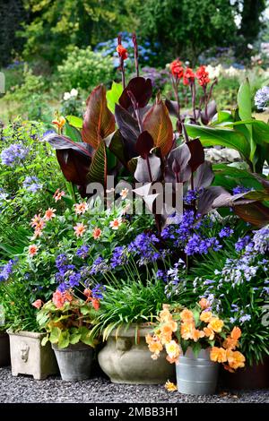 Patio schema di placcatura, ingresso, canna, canna Tropicanna e canna Tropicanna nero, dahlia totalmente tangerina, agapanthus, begonia, tropicale, esotico, variegate Foto Stock