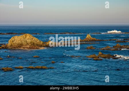 Haulout of California and Steller Sea Lions, and Northern Elephant Seals, zona di Shell Island del Cape Arago state Park sulla costa dell'Oregon, USA Foto Stock