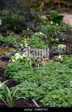 Fogliame di Corydalis, foglia verde, foglie, fogliame, tappeto di fogliame, tappeto di fogliame, tappeto di fogliame, primavera, giardino, giardini, RM Floral Foto Stock