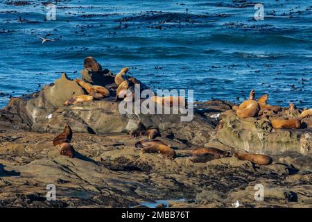 Haulout of California and Steller Sea Lions, and Northern Elephant Seals, zona di Shell Island del Cape Arago state Park sulla costa dell'Oregon, USA Foto Stock