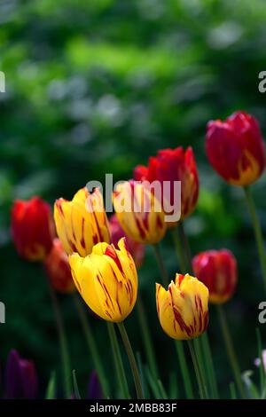 Tulipani gialli e rossi, tulipani gialli misti, primavera in giardino, tulipani misti, RM Floral Foto Stock
