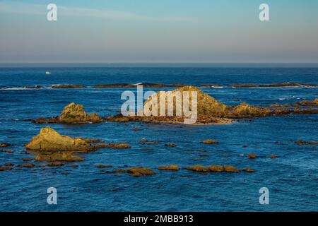 Haulout of California and Steller Sea Lions, and Northern Elephant Seals, zona di Shell Island del Cape Arago state Park sulla costa dell'Oregon, USA Foto Stock