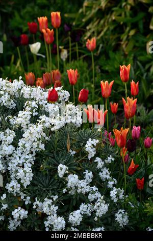 tulip ballerina,tulipa ballerina,erysimum cheiri bianco,Cheiranthus cheiri,wallflowers bianchi e tulipani arancioni,wallflowers e tulipani,tulipani arancioni,ora Foto Stock