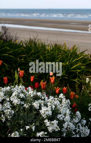 tulip ballerina,tulipa ballerina,erysimum cheiri bianco,Cheiranthus cheiri,wallflowers bianchi e tulipani arancioni,wallflowers e tulipani,tulipani arancioni,ora Foto Stock