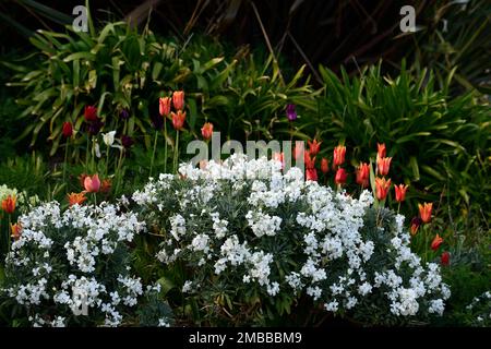 tulip ballerina,tulipa ballerina,erysimum cheiri bianco,Cheiranthus cheiri,wallflowers bianchi e tulipani arancioni,wallflowers e tulipani,tulipani arancioni,ora Foto Stock