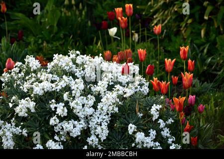 tulip ballerina,tulipa ballerina,erysimum cheiri bianco,Cheiranthus cheiri,wallflowers bianchi e tulipani arancioni,wallflowers e tulipani,tulipani arancioni,ora Foto Stock