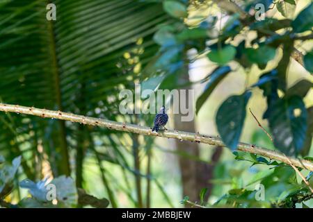 Scena tropicale di un piccolo uccello, Barred Antshrike, arroccato su un ramo nella lussureggiante foresta pluviale tropicale. Foto Stock