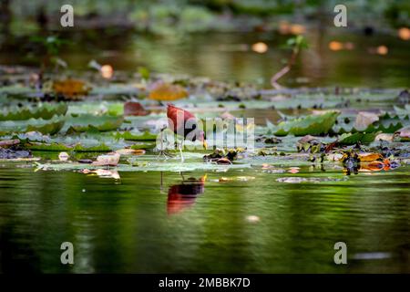 Un Jacana wattled, l'uccello beve da una palude mentre si trova in piedi su pani di giglio riflessi nell'acqua. Foto Stock