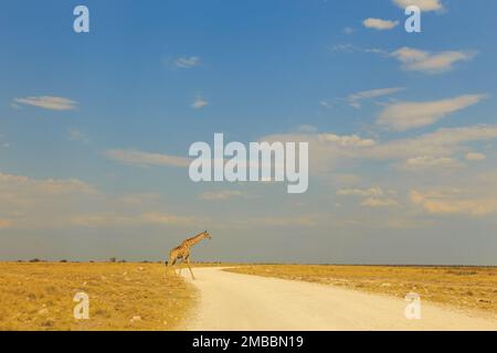 Giraffa su strada di ghiaia nel Parco Nazionale di Etosha in Namibia. Foto Stock