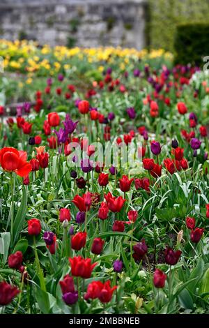tulipa pieter de leur; sogno viola tulipano; velluto nazionale tulipano; eroe nero tulipano; ile de france tulipano, letto misto di tulipani, colori caldi, letto caldo, primavera Foto Stock