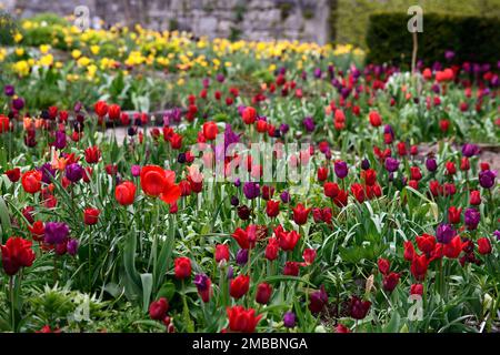 tulipa pieter de leur; sogno viola tulipano; velluto nazionale tulipano; eroe nero tulipano; ile de france tulipano, letto misto di tulipani, colori caldi, letto caldo, primavera Foto Stock