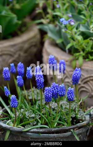 muscari blue magic,sedum ewersii rosengarten,giacinto di uva blu,fiori blu,primavera,fiori primaverili,giardino in primavera,muscari e sedum,insolita pla Foto Stock