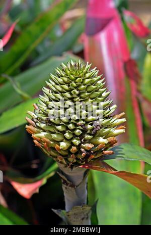 Infiorescenza di bromeliad (Aechmea pectinata) sulla foresta tropicale, Rio Foto Stock