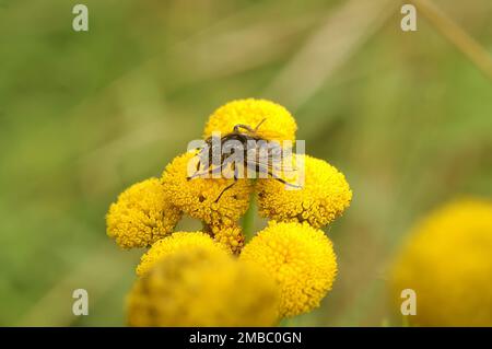 Particolare primo piano di un piccolo Dronefly Eristalinus sepolcralis dagli occhi spottati su un fiore giallo di tansy Foto Stock