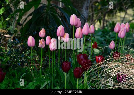 tulip salmone impressione, tulipa salmone impressione, salmone-albicocca fiori, darwin ibrido, primavera in giardino, RM Floral Foto Stock