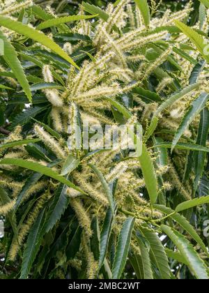 Primo piano di fiori di zucca (Castanea sativa) in fiore in estate (luglio), Bradgate Park Leicestershire, Inghilterra, Regno Unito Foto Stock