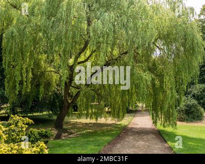 Il salice piangente (Salix babylonica) sovrasta il sentiero pedonale e i prati erbosi in una giornata di sole in estate (luglio), Grantham, Lincolnshire, Inghilterra, Regno Unito Foto Stock