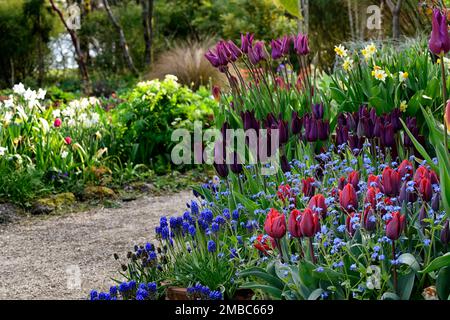 myosotis sylvatica,muscari,tulipa black jack,tulipa purple dream,tulipa,tulipa,tulipa,tulipani rossi arancioni blu dimenticarmi, tulipani e dimenticarmi i not,miosotis Foto Stock