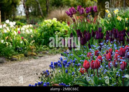 myosotis sylvatica,muscari,tulipa black jack,tulipa purple dream,tulipa,tulipa,tulipa,tulipani rossi arancioni blu dimenticarmi, tulipani e dimenticarmi i not,miosotis Foto Stock