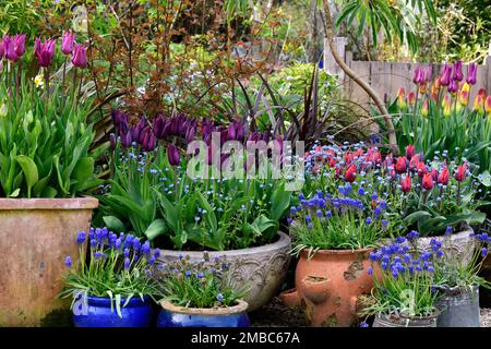 myosotis sylvatica,muscari,tulipa black jack,tulipa purple dream,tulipa,tulipa,tulipa,tulipani rossi arancioni blu dimenticarmi, tulipani e dimenticarmi i not,miosotis Foto Stock