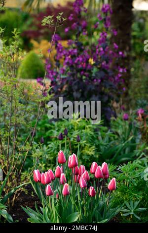 tulipa occhi privati, tulipano occhio privato, Lunaria annua chedglow, onestà annuale, viola onestà, foglie scure, fogliame scuro, fiori rosa e viola, porpora ho Foto Stock