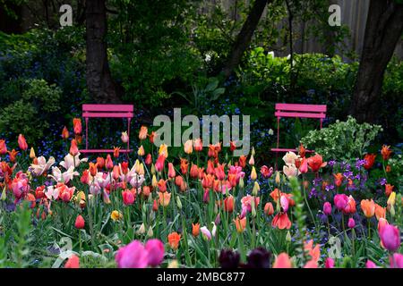 tulipa arrossendo signora, tulipa ballerina, tulipa impressione rosa, tulipa solcatcher, rosso arancio giallo fiori albicocche, primavera in giardino, tulipani misti, spilla Foto Stock