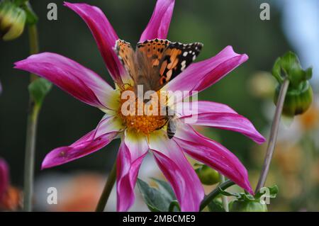 Anemone hupehensis, chiamato «Prinz Heinrich». Fiori di anemone giapponese, anemone hupehensis.Vanessa cardui farfalla e vespa su fiore. Foto Stock