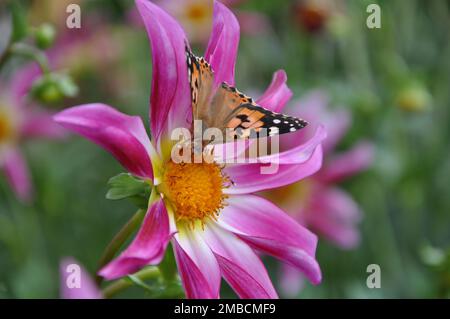 Anemone hupehensis, chiamato «Prinz Heinrich». Fiori dell'anemone giapponese, Anemone hupehensis.Vanessa cardui fiore farfalla. Foto Stock