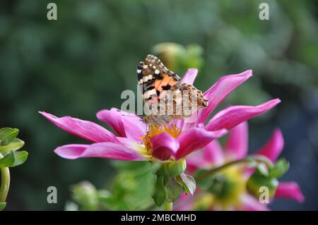 Anemone hupehensis, chiamato «Prinz Heinrich». Fiori dell'anemone giapponese, Anemone hupehensis.Vanessa cardui fiore farfalla. Foto Stock