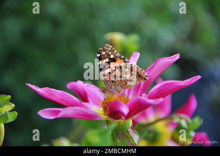 Anemone hupehensis, chiamato «Prinz Heinrich». Fiori dell'anemone giapponese, Anemone hupehensis.Vanessa cardui fiore farfalla. Foto Stock