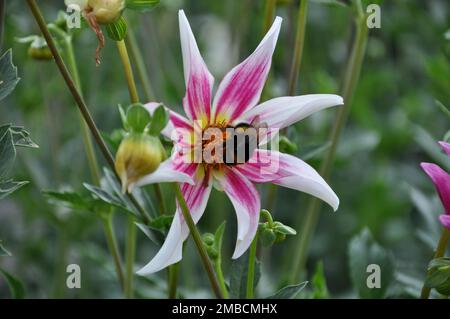 Anemone hupehensis, chiamato «Prinz Heinrich». Fiori dell'anemone giapponese, Anemone hupehensis.Bumblebee su fiori rosa. Foto Stock