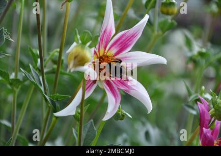 Anemone hupehensis, chiamato «Prinz Heinrich». Fiori dell'anemone giapponese, Anemone hupehensis.Bumblebee su fiori rosa. Foto Stock