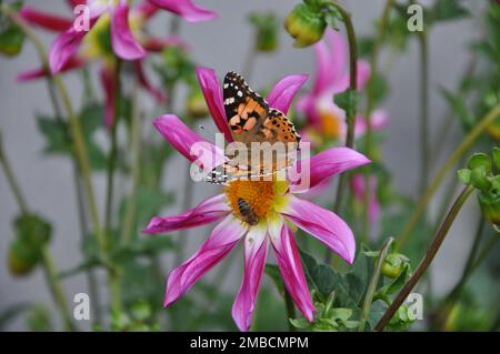 Anemone hupehensis, chiamato «Prinz Heinrich». Fiori dell'anemone giapponese, Anemone hupehensis.Vanessa cardui fiore farfalla. Foto Stock