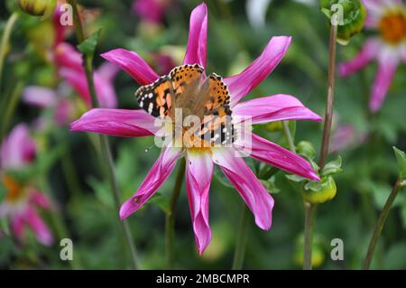 Anemone hupehensis, chiamato «Prinz Heinrich». Fiori dell'anemone giapponese, Anemone hupehensis.Vanessa cardui fiore farfalla. Foto Stock