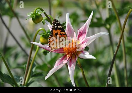 Anemone hupehensis, chiamato «Prinz Heinrich». Fiori dell'anemone giapponese, Anemone hupehensis.Vanessa cardui fiore farfalla. Foto Stock