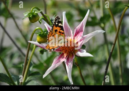 Anemone hupehensis, chiamato «Prinz Heinrich». Fiori dell'anemone giapponese, Anemone hupehensis.Vanessa cardui fiore farfalla. Foto Stock