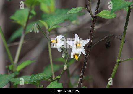 Fiore bianco Cimose umbel infiorescenza di Solanum douglasii, Solanaceae, subshrub nativo le montagne di Santa Monica, Transverse Ranges, Inverno. Foto Stock